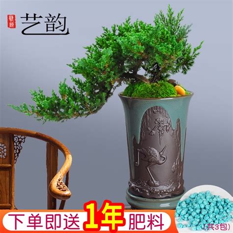 珍珠柏風水|【珍珠柏 風水】【揭密！珍珠柏 風水】事業發展的奇蹟，給你長。